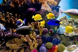 fish swimming through a coral reef